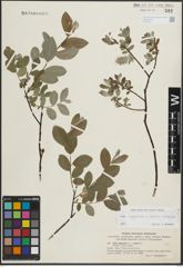 Foto von Salix L.